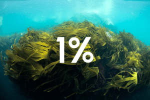 Des algues au fond de la mer